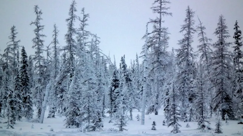 Descoperire şocantă într-un copac din Siberia. Nimeni nu ştie cum a ajuns acolo