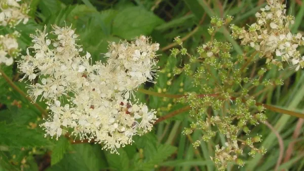 Efectele miraculoase ale florilor de creţuşcă. Nimeni nu ştia asta până acum