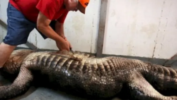 Au prins un crocodil gigant, l-au despicat, dar au înghețat când au văzut ce era în burta lui