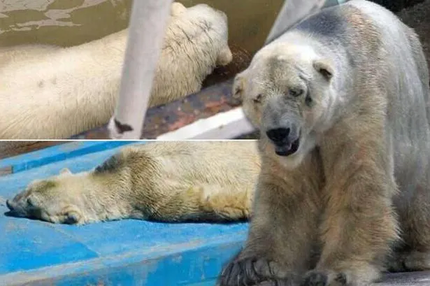 Arturo, cel mai trist urs polar din lume a murit. A fost ținut captiv la temperaturi de 40 grade C