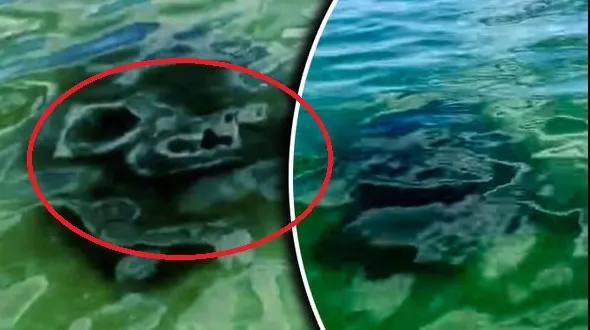 Creatura din mare care s-a apropiat de plajă și i-a pus pe fugă pe toți turiștii