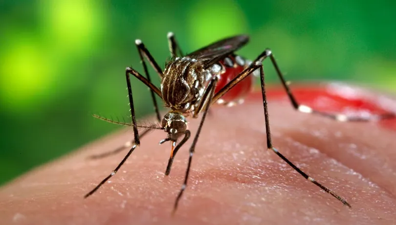 SIMPTOME VIRUSUL ZIKA: primele semne ale infectării. Cum se transmite virusul ZIKA