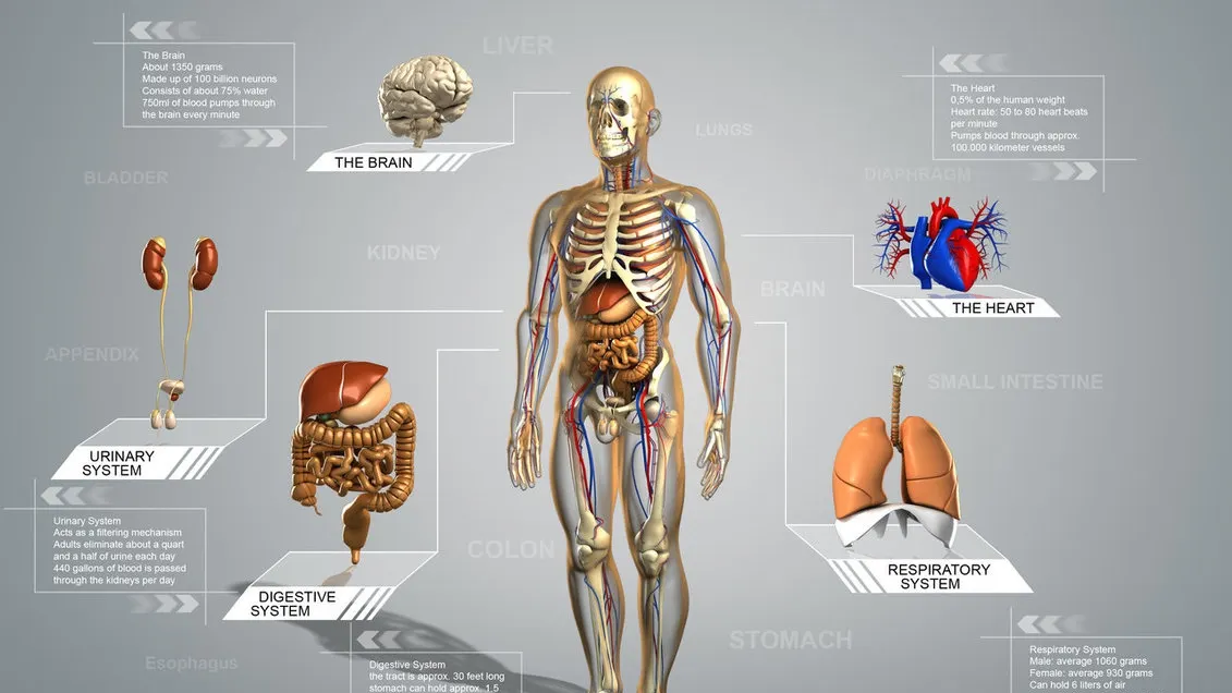 Subiecte ANATOMIE BAC 2016. Sistemul respirator şi boli de nutriţie ale organismului 