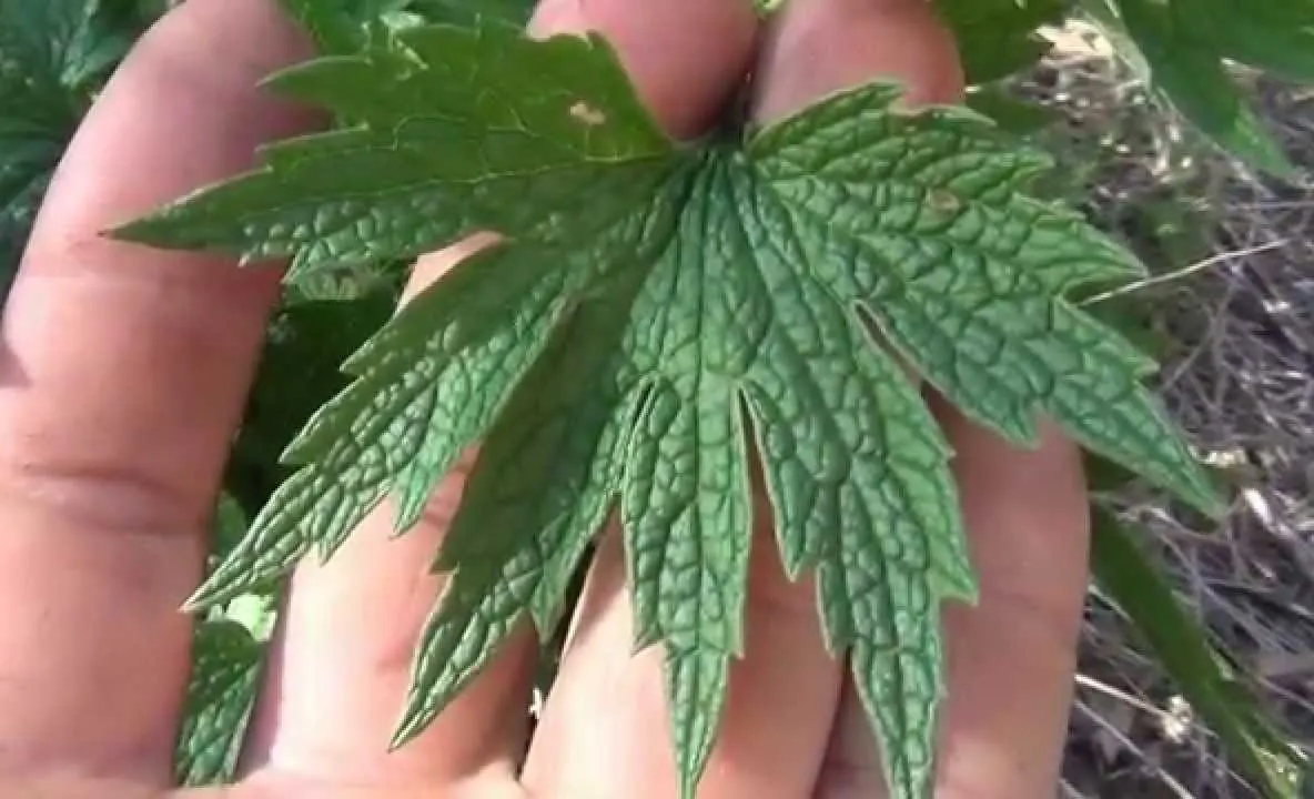 Această plantă face minuni pentru bolnavii de inimă. Se găseşte pe toate drumurile