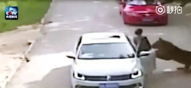 Momentul șocant în care un tigru siberian atacă o femeie ieșită din mașină