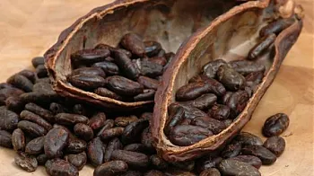 Ce se întâmplă dacă mesteci boabe de cacao, cel mai puternic antioxidant din lume