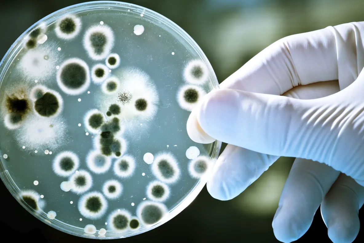 Este mai puternic decât antibioticele. Alimentul care distruge toate bacteriile