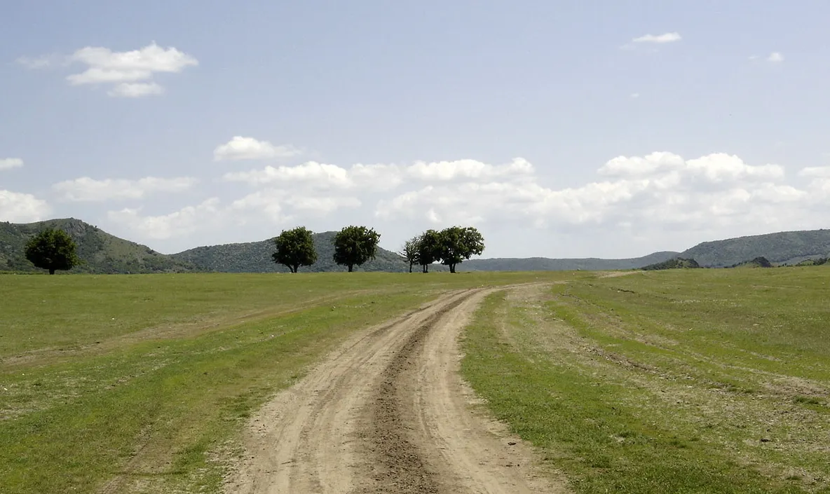 Imagini apocaliptice: un câmp din Brăila, plin cu păsări moarte. Explicaţia?