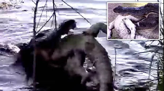 Momentul șocant în care un crocodil gigant înghite un alt crocodil