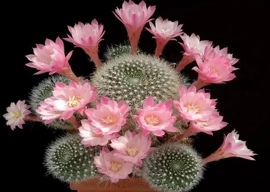 Cum să uzi CORECT cactuşii pentru a face cele mai frumoase flori
