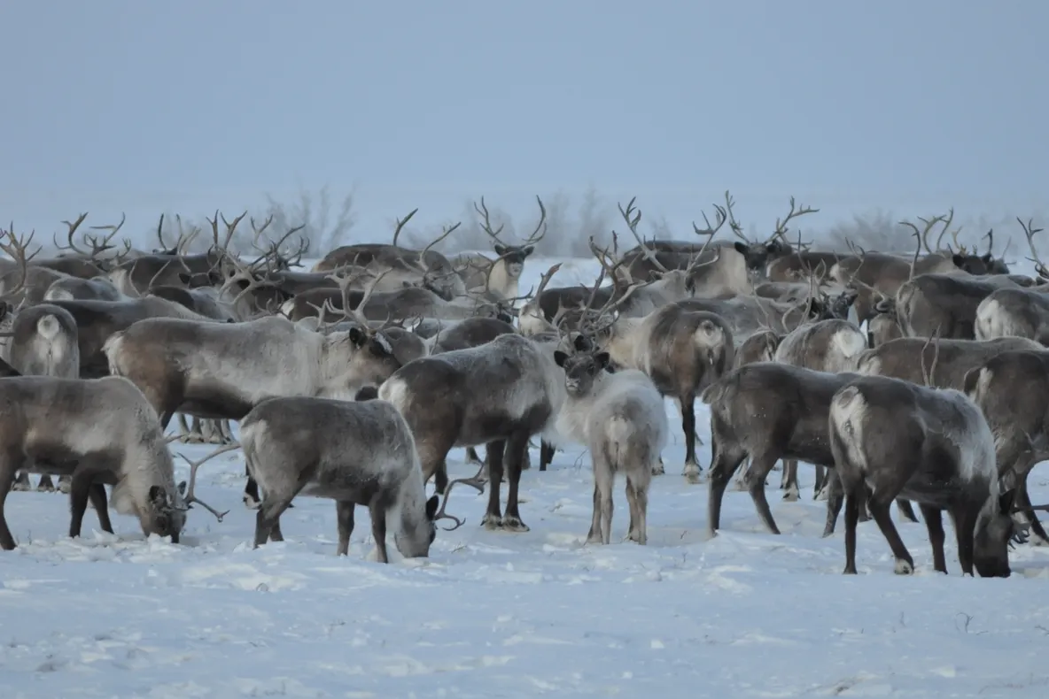 Focar de antrax în nordul Siberiei. Autorităţile ruse sunt în alertă