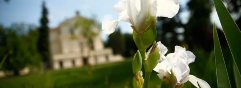Semn extraordinar. A înflorit la Săvârşin, înaintea înmormântării Reginei Ana a României