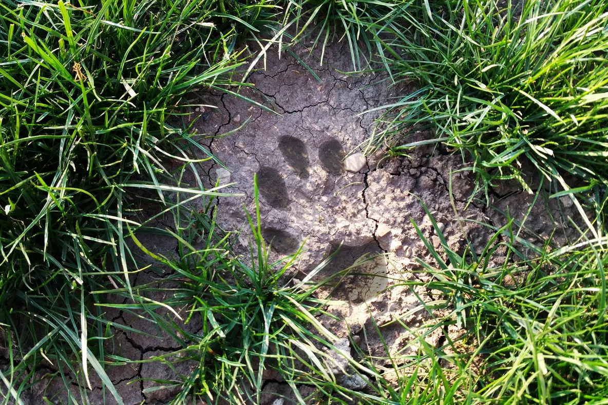 Panică în Neamţ: locuitorii unui sat spun că sunt terorizaţi de un LEU. A ucis deja zeci de animale
