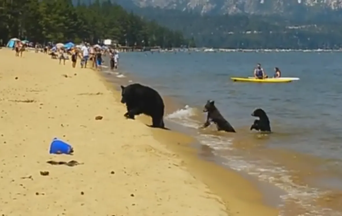 VIDEO ŞOCANT. Oamenii stăteau la plajă liniştiţi când trei urşi şi-au făcut apariţia. Ce a urmat?