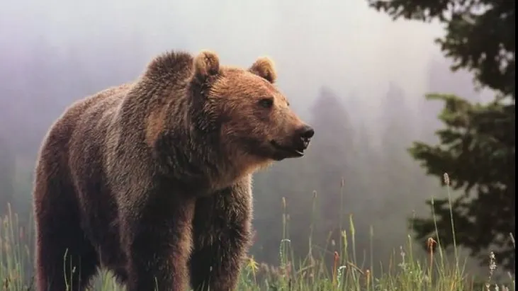 A salvat un pui de URS rămas orfan. După 6 ani, animalul i-a făcut ceva incredibil!