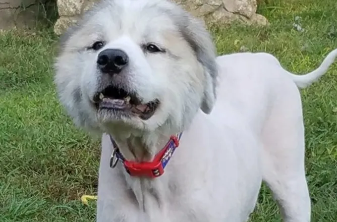 Cum arăta acest câine înainte de a fi tuns. Toţi îl confundau cu o oaie