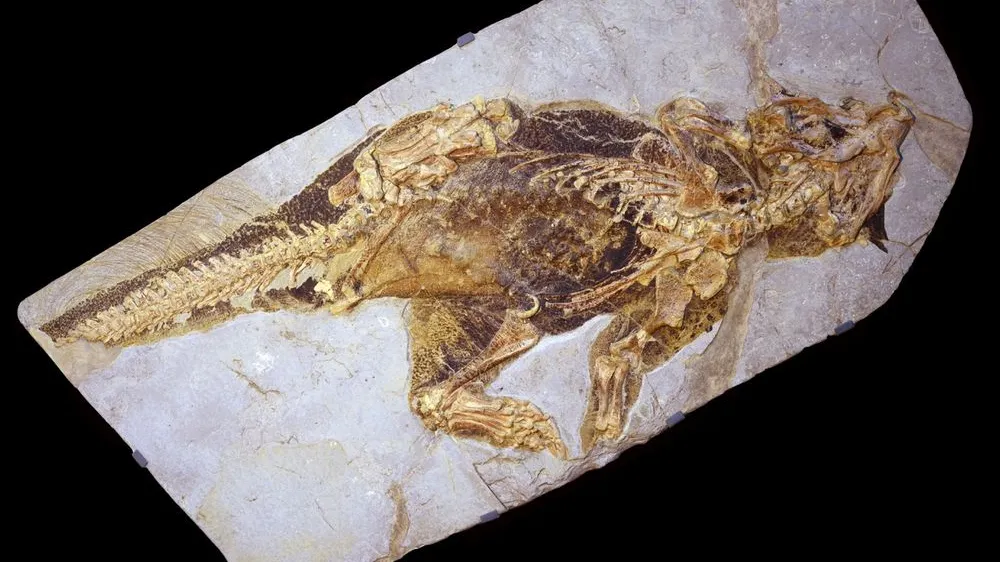 Descoperire neașteptată: un dinozaur pitic cu o metodă unică de apărare