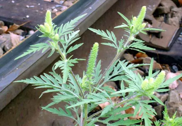 Planta care îmbolnăveşte România creşte pe calea ferată. În alte ţări europene a fost ERADICATĂ