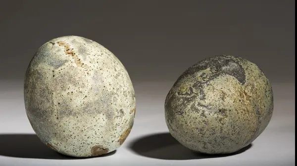 Cuiburi cu ouă de dinozaur, descoperite în România