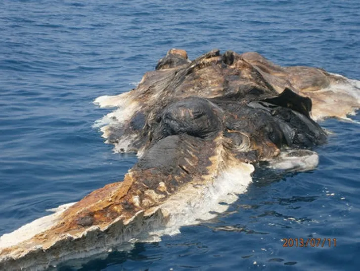 Creatură ciudată, găsită de marinarii iranieni în Golful Persic