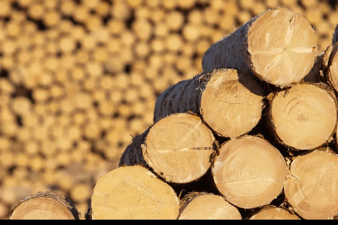 Austriecii din industria lemnului reacționează: Agenții verzi, acuzați de manipulare