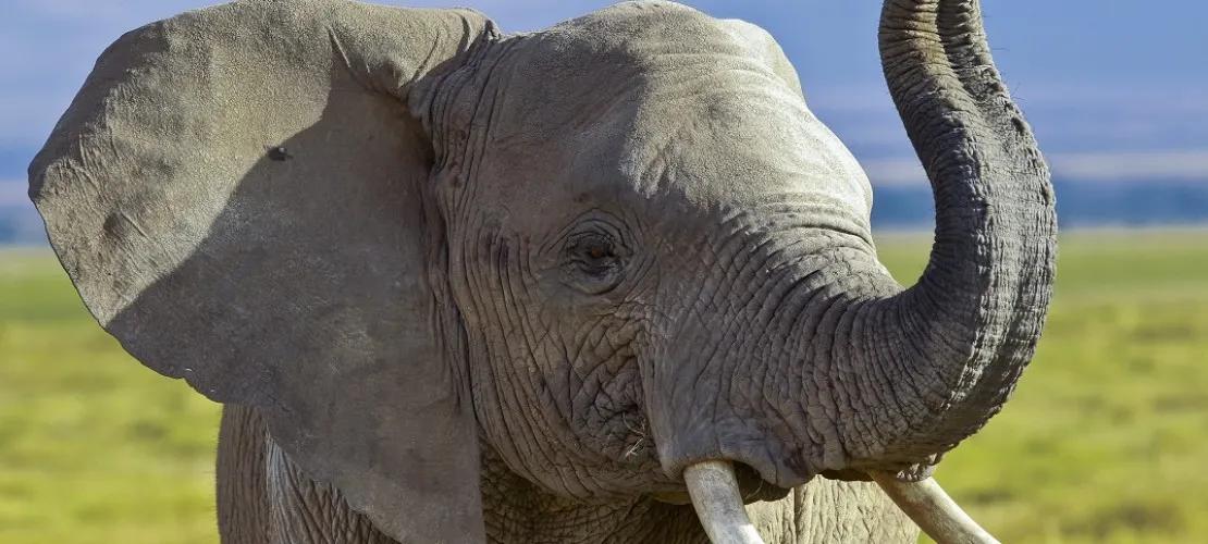 Elefant evadat de la un circ. Cum l-au găsit poliţiştii din Râmnicu Vâlcea - FOTO