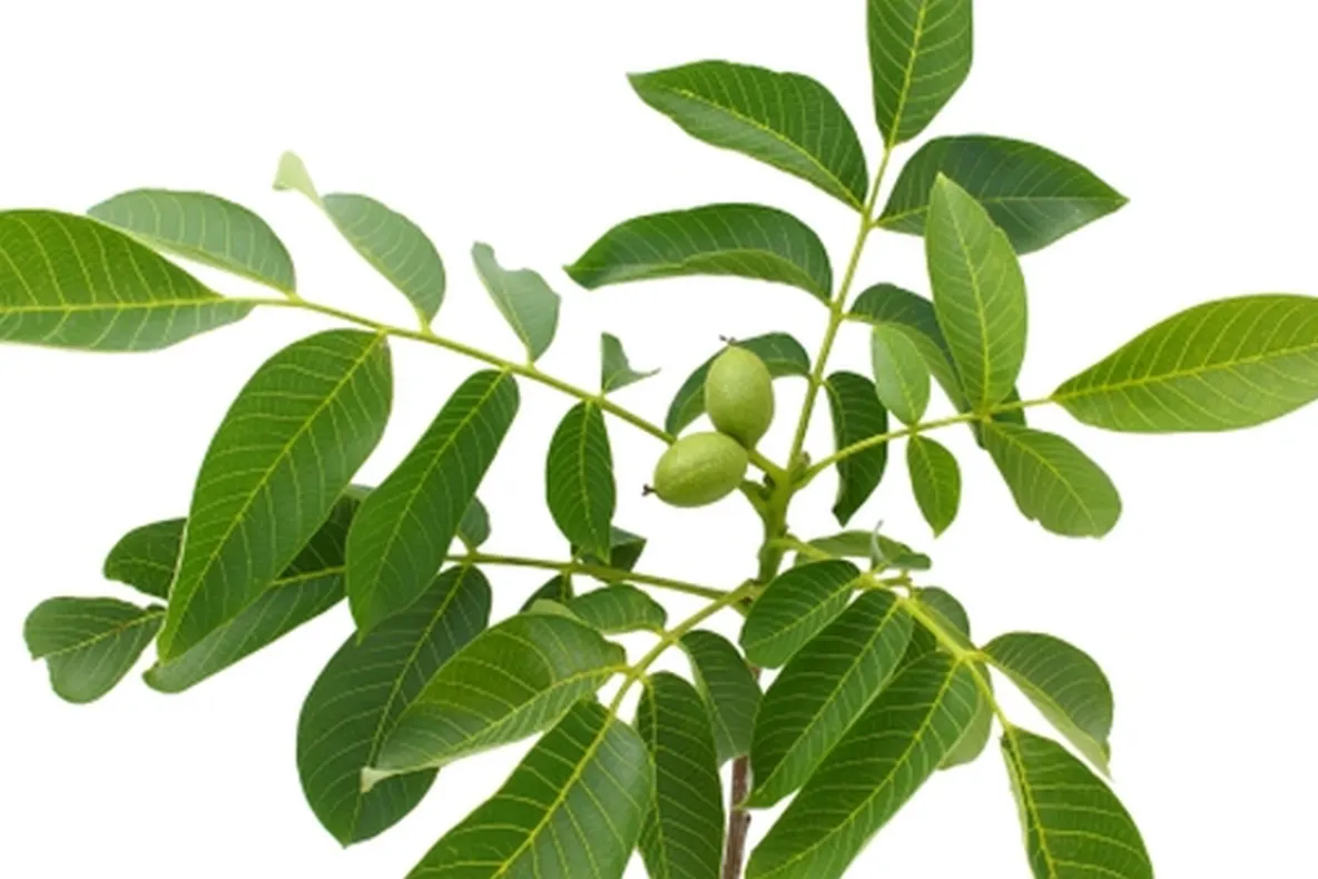 Așa îți reduci glicemia în mod natural