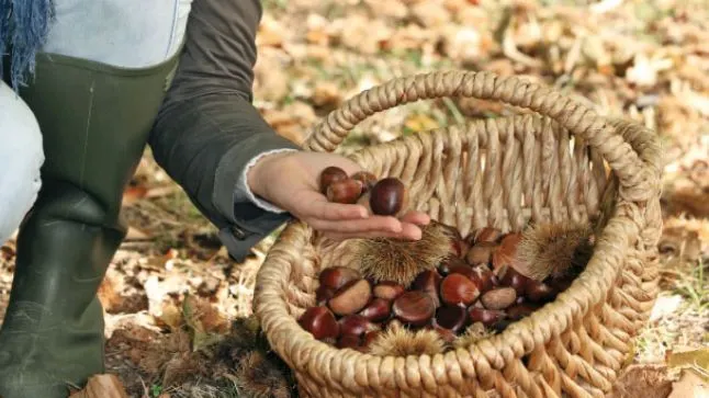 Top 7 remedii naturiste care te pot scăpa de varice