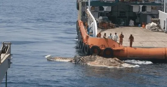 Descoperire înfiorătoare! Creatură misterioasă, scoasă din adâncuri. Marinarii au îngheţat de spaimă