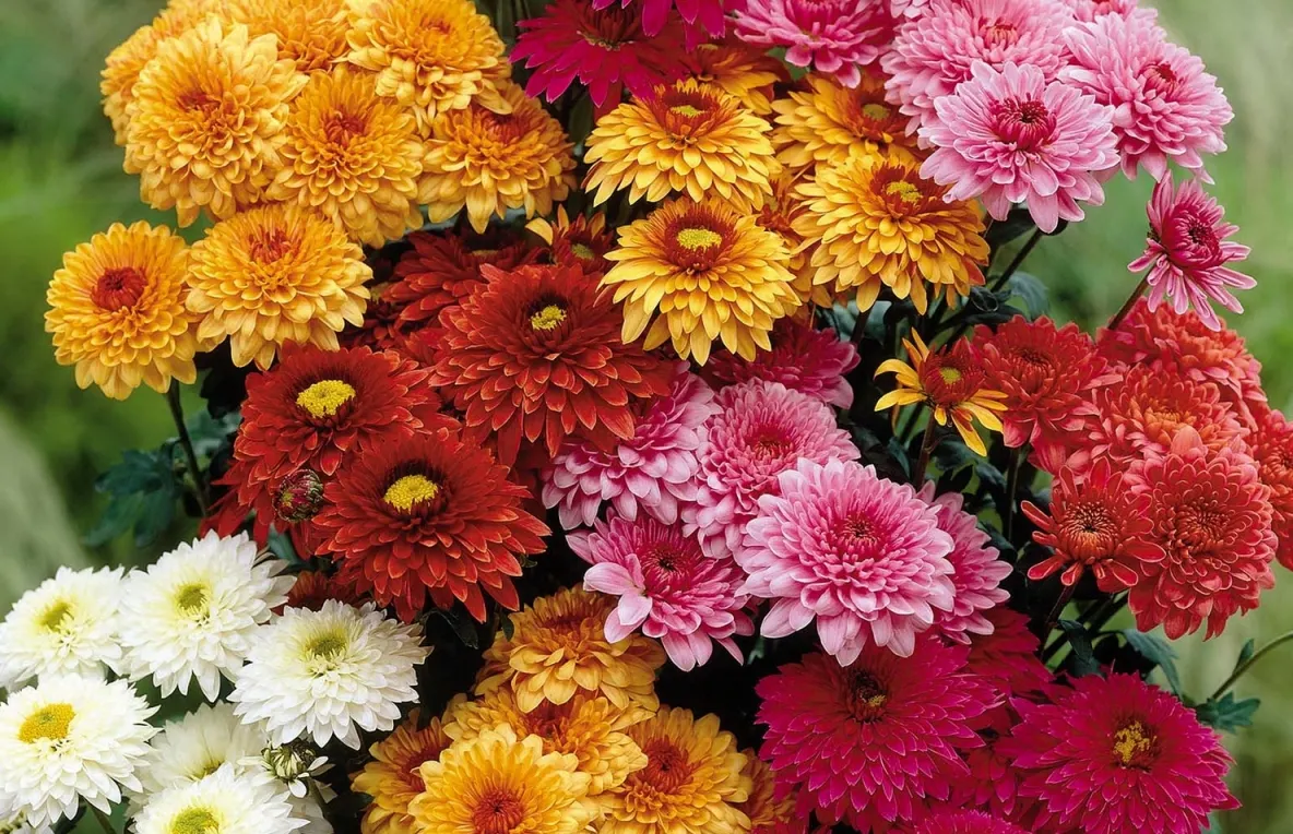 Florile pe care trebuie să le plantezi în curtea ta în luna august. Vei obține o feerie de culoare și mireasmă chiar sub geamul ferestrei