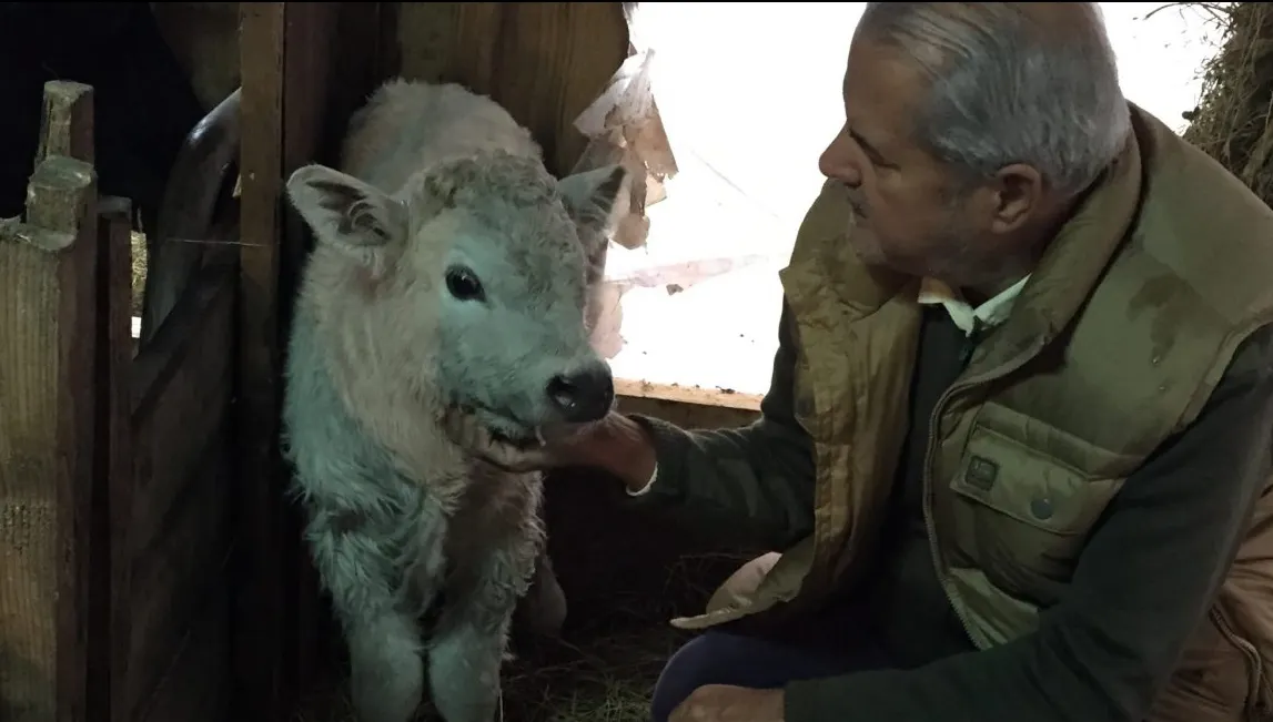 De când nu mai face politică Adrian Năstase are alte preocupări: I-a fătat vaca, ieri noapte