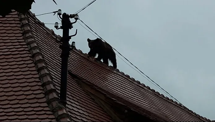 Ursul împuşcat la Sibiu. Câţi oameni au sunat la 112, speriaţi de prezenţa ursului