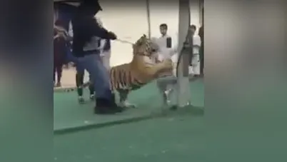 Momentul șocant în care un tigru sare asupra unei fetițe de 5 ani