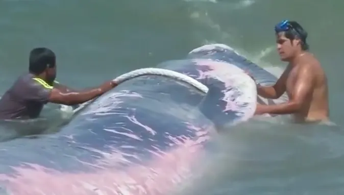 Imagini incredibile! Cum a fost salvată o balenă de 8 tone pe o plajă din Chile
