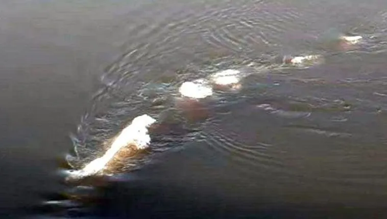 Creatură uriaşă filmată într-un râu din Alaska. "E un coşmar!"