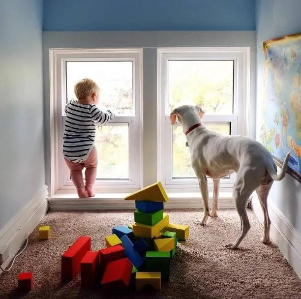 Au salvat un câine rasa English Pointer. L-au lăsat în compania bebeluşului. Ce s-a întâmplat