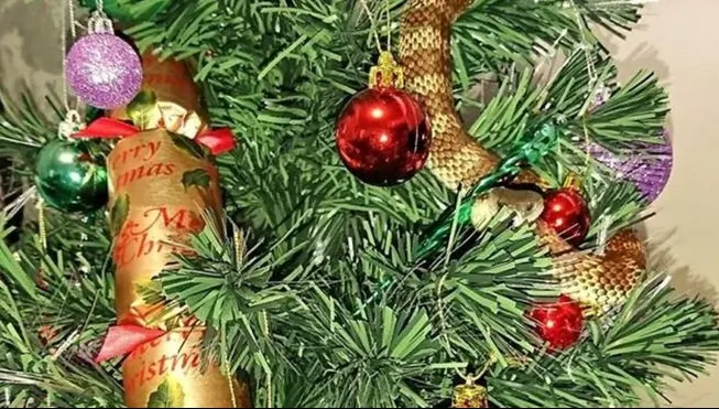 Un șarpe periculos s-a ascuns în pomul de Crăciun, printre globuri și beculețe. Când s-au apropiat..