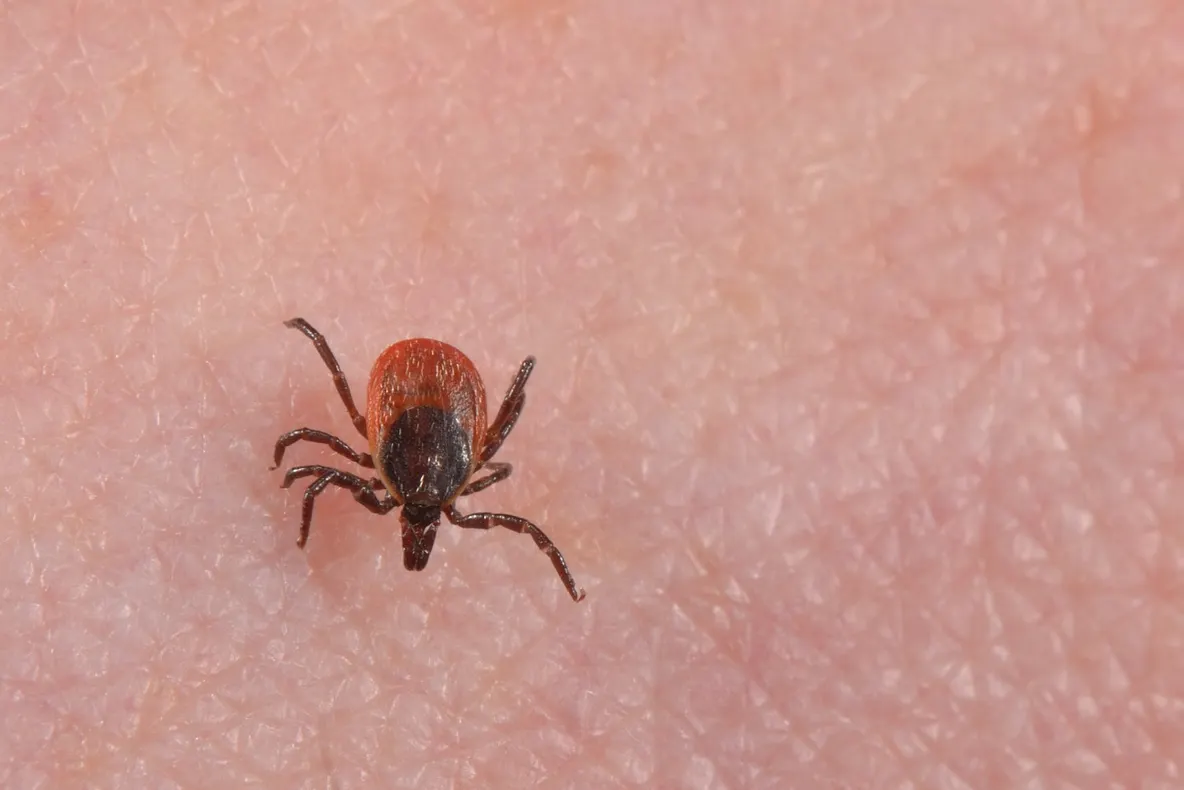 Cel mai simplu mod în care te poţi feri de căpuşe. Toată lumea trebuie să ştie acest lucru