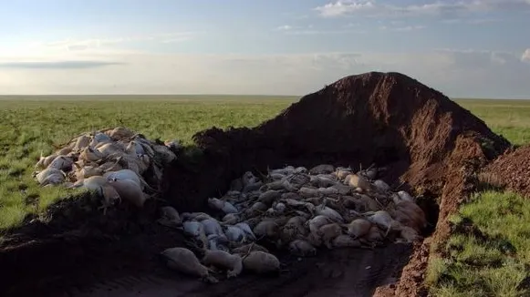Sute de antilope, găsite moarte în Mongolia