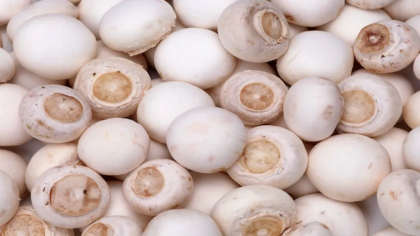 Adevărul nespus despre ciupercile Champignon din supermarketuri. Le consumi fără să ştii asta!