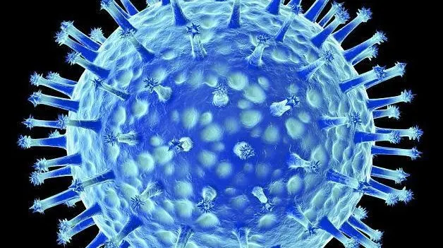 17 cazuri de gripă aviară diagnosticată la păsările sălbatice în Constanţa