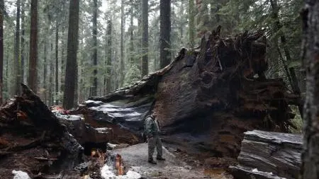 SUA: Furtuna care s-a abătut asupra Californiei a distrus un arbore sequoia legendar