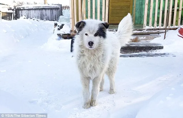 Câinele a găsit un copil abandonat. Ce a urmat aduce lacrimi în ochii tuturor!