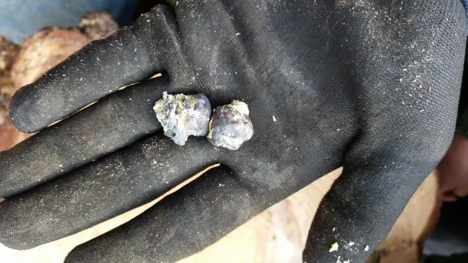 Pădurarii au tăiat trunchiul unui plop şi au găsit două bucăţi de metal. ŞOC! Ce erau, de fapt