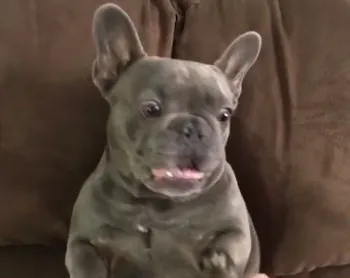 Reacţia amuzantă a unui bulldog francez când este gâdilat