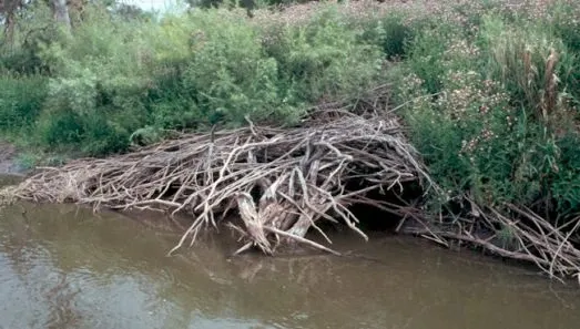 Animale dispărute de peste 200 de ani, au apărut din nou pe râurile Prahova şi Teleajen