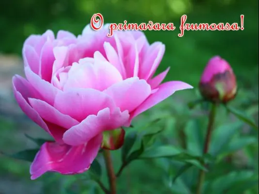 Mesaje 1 MARTIE. Cele mai frumoase mesaje şi felicitări de MĂRŢIŞOR: O primăvara frumoasă!
