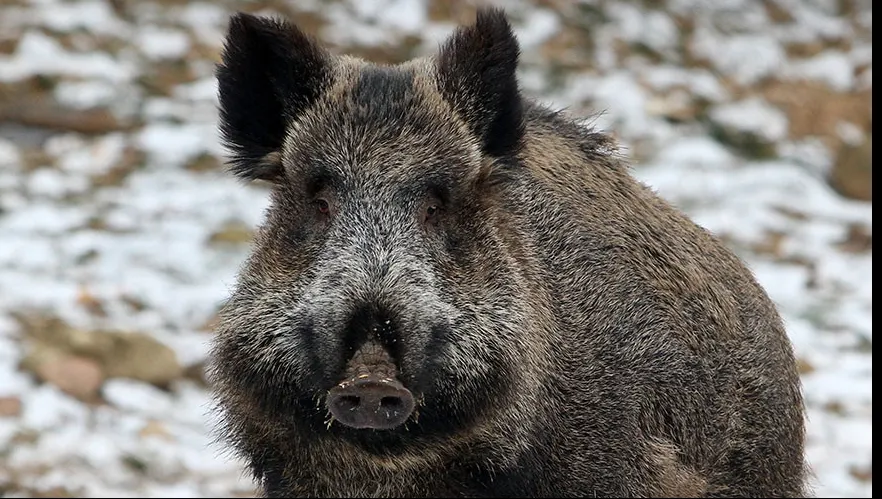 Panică într-un oraș din România. Un porc mistreț a atacat doi oameni pe stradă