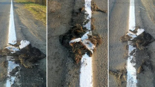 Scandalos. Linie continuă trasată peste un câine mort