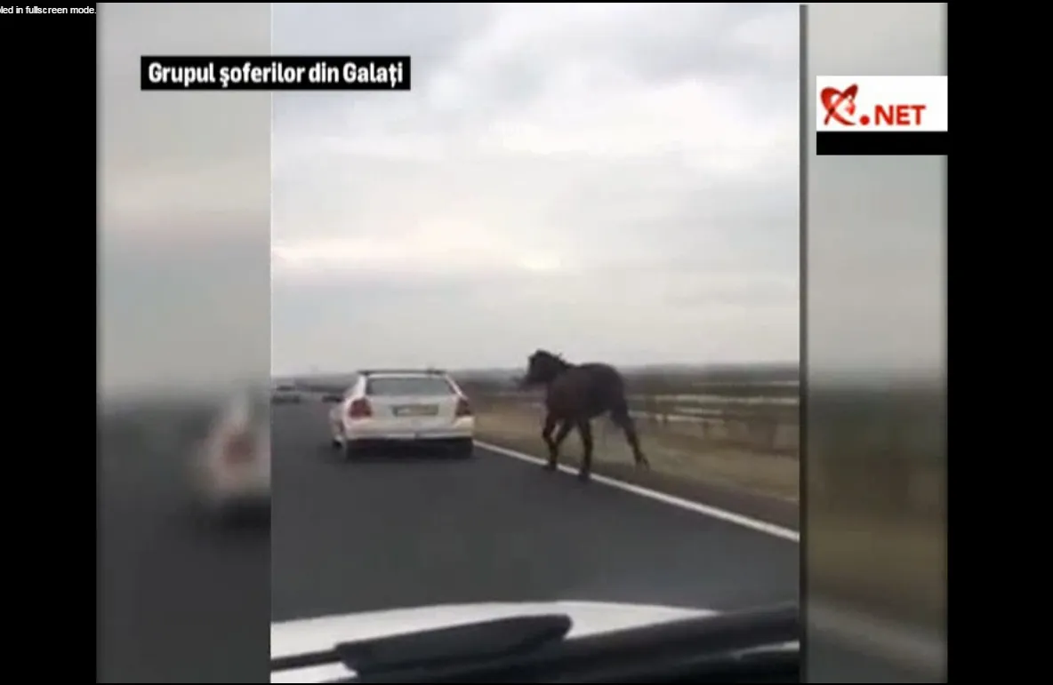Imagini revoltătoare surprinse în Galaţi: Un cal legat de o maşină este târât pe o şosea. VIDEO
